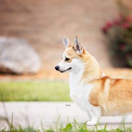Pembroke Welsh Corgis from Moonbow Pembrokes