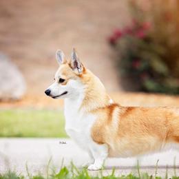 Pembroke Welsh Corgis from Moonbow Pembrokes
