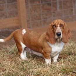 Tulip - Basset Hound