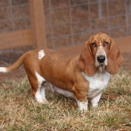 Tulip - Basset Hound
