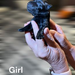 Minnie - Black female Scottish Terrier puppy in Asheboro, North Carolina from Gail's Scottish Terriers