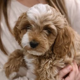 Cavapoos and Portuguese Water Dogs from Gulf Coast Puppies