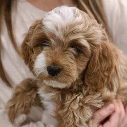 Cavapoos and Portuguese Water Dogs from Gulf Coast Puppies