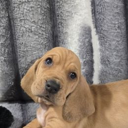 Nilla - Tan and white female Basset Hound puppy in Moore, Oklahoma from Boomer Basset Hound Babies
