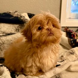 Teddy - Gold and white Shih Tzu puppy in Running Springs, California from Amanda's Shih Tzus