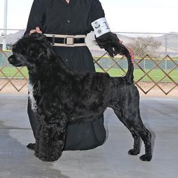 Nabi - Portuguese Water Dog