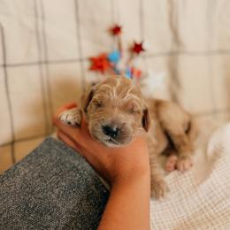 Revere - Apricot male Goldendoodle puppy in Yukon, Oklahoma from Bows & Ties Doodles