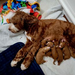 Australian Labradoodle Puppies from Lindsey's Loving Labradoodles