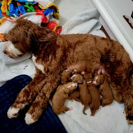 Australian Labradoodle Puppies from Lindsey's Loving Labradoodles