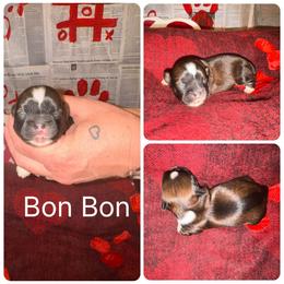 Bon Bon - Black gold and white female Shih Tzu puppy in Lancaster, Ohio from Wandering Tzu