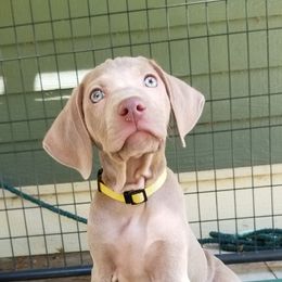 Pointer and Weimaraner Puppies from Silvershot Weimaraners and Pointers