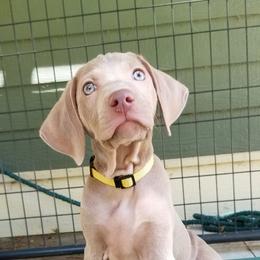 Pointer and Weimaraner Puppies from Silvershot Weimaraners and Pointers