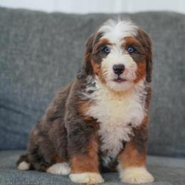 Sienna - Blue merle female Bernedoodle puppy in Dundee, Ohio from Down Home Doodle
