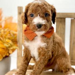 Zeppelin - Red  male Goldendoodle puppy in Queen Creek, Arizona from Goldendoodle AZ