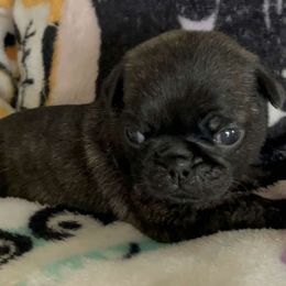Circus Collar - Brindle Pug puppy in Elma, Washington from Kismet Kennels, Exclusively Pugs