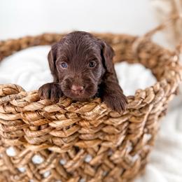 Brewed with love- Brew - Chocolate male Goldendoodle puppy in Russell Springs, Kentucky from Milk & Honey Doodles