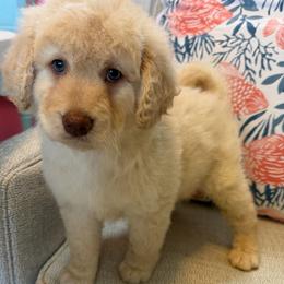 Beth - Cream female Goldendoodle puppy in Pensacola, Florida from Goldendoodles Love You in Pensacola Friend Edition