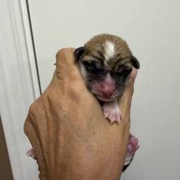 Mauve Collar Female - Sable female Pembroke Welsh Corgi puppy in Victoria, Texas from Clear Creek Corgis