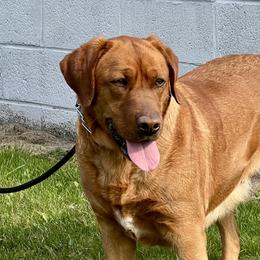 Labrador Retrievers from Olmstead Labradors