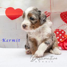 Kermit - Blue merle male Aussiedoodle puppy in Kennesaw, Georgia from Distinctive Doodle