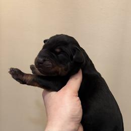 Pepper - Black and rust female Doberman Pinscher puppy in Wellington, Ohio from Jessie J's Dobermans