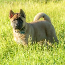 Akita, American Corgi, Cardigan Welsh Corgi, and Great Pyrenees Puppies from WeVolution Off-Grid