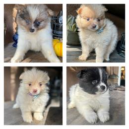 Pomeranian Puppies from Wheresmil0