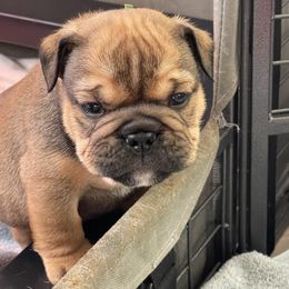 Boy 2 - Fawn Bulldog puppy in Pittsfield, Massachusetts from Berkshire Bulldogs
