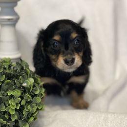 Sophia Runt - Black and tan female Dachshund puppy in Hudson, North Carolina from Foothills Precious Paws