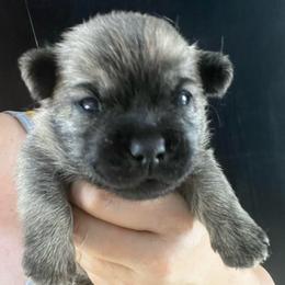 Shodu - Gray brindle male Cairn Terrier puppy in Bigfork, Minnesota from Dachshunds Up North