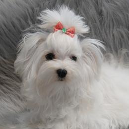 Lady - Maltese