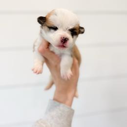 Queen of Hearts - Pink - Red female Pembroke Welsh Corgi puppy in Milan, Georgia from Williams’ Welsh Corgis LLC