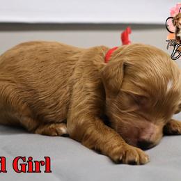 Red girl - Red  female Goldendoodle puppy in Enfield, Connecticut from Sweet Connecticut Doodles