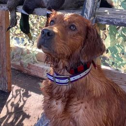 Golden Retriever All Grown Up from Oak Bottom Retrievers