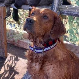Golden Retriever All Grown Up from Oak Bottom Retrievers