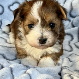 Israel - Red sable male Havanese puppy in Wappapello, Missouri from Titanium Havanese LLC