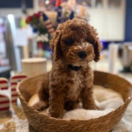 Bentley - Red  male Goldendoodle puppy in Lake Panasoffkee, Florida from Donnas Deluxe Doodles LLC