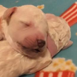 Poodle Puppies from Barbi's Standards