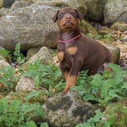 Doberman Pinscher Puppies from Laurel Vail