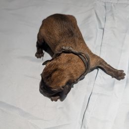 Girl 5 - Mahogany female Belgian Malinois puppy in Paynes Corner, Virginia from Von-Zito Belgian Malinois