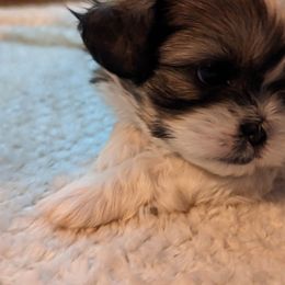 Shih Tzu Puppies from We Shih Tzu Not!