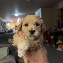 Havanese and Havapoo Puppies from Havanese With Love Breeding Co.