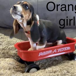 Basset Hound Puppies from virene Shaffer