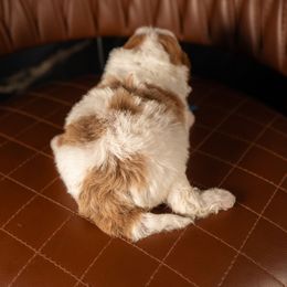 Bernedoodle, Cavapoo, Goldendoodle, and Poodle Puppies from Wasatch Pup