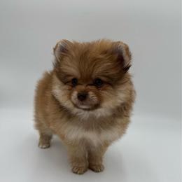 Rori - Chocolate sable female Pomeranian puppy in Phoenix, Arizona from Luxpomz