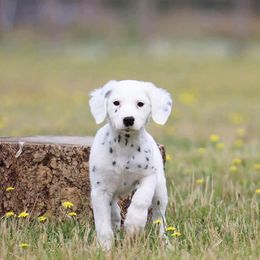 Lilo - White and black female Dalmatian puppy in Cottage Grove, Oregon from Hidden Hills Dalmatians