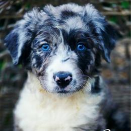 Wyatt - Price 2800 - Blue merle male Aussiedoodle puppy in Ennis, Texas from God’s Little Aussies