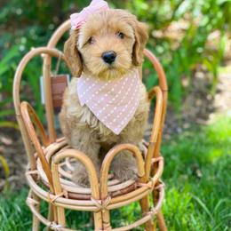 Australian Labradoodle Puppies from Pixie Doodle Paws