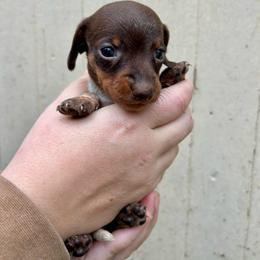 Boy - Chocolate and tan male Dachshund puppy in Spicer, Minnesota from Arrow Valley