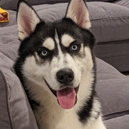 Cooper - Siberian Husky